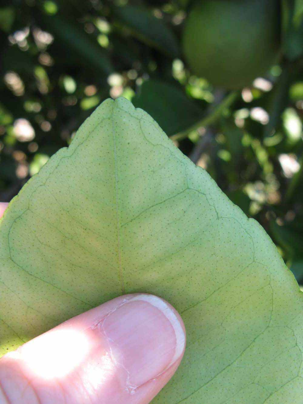              Margin (Winter Haven, FL)       